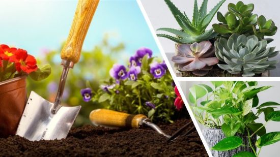 3 courses, Gardening, house plants, succulents for beginners