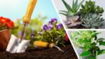 3 courses, Gardening, house plants, succulents for beginners